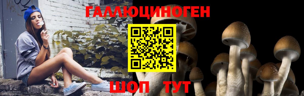 Галлюциногенные грибы GOLDEN TEACHER  Вход с VPN  Галлюциногенные грибы GOLDEN TEACHER  Курчатов 